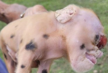Moradores ficam intrigados após porco nascer com anomalias no interior do Acre