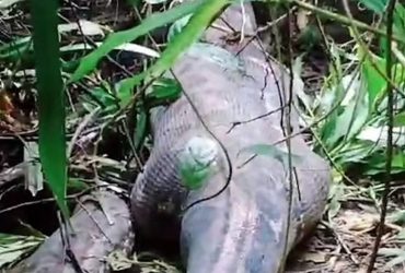 Mulher é encontrada morta dentro de cobra de 5 metros na Indonésia