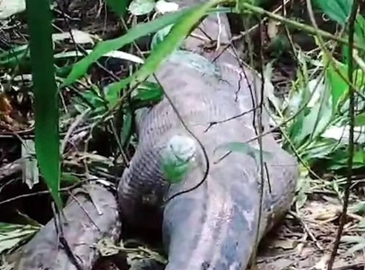 Mulher é encontrada morta dentro de cobra de 5 metros na Indonésia