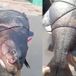 Pescador captura peixe gigante e impressiona moradores na Barragem dos Corredores em Campo Maior