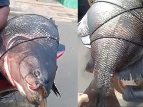 Pescador captura peixe gigante e impressiona moradores na Barragem dos Corredores em Campo Maior