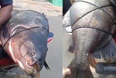 Pescador captura peixe gigante e impressiona moradores na Barragem dos Corredores em Campo Maior