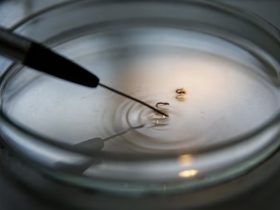Brasil registra primeiras mortes por febre oropuche do mundo
