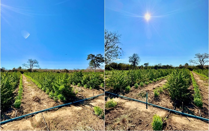 PM apreende plantação de maconha avaliada em R$ 50 milhões no Piauí