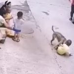 Herói! Cachorro caramelo salva criança de ataque de cão feroz