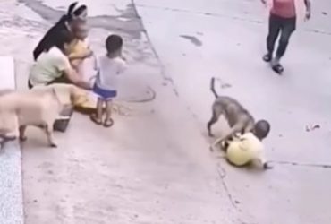 Herói! Cachorro caramelo salva criança de ataque de cão feroz