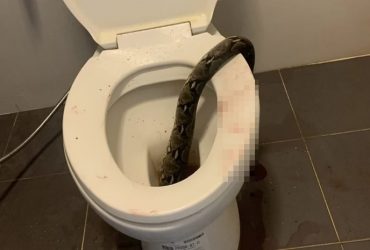 Homem tem testículos mordidos por cobra em vaso sanitário