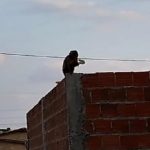 Vídeo: Macaco é capturado após três dias causando danos em telhados no Piauí