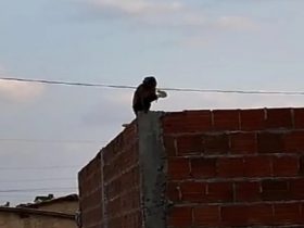 Vídeo: Macaco é capturado após três dias causando danos em telhados no Piauí