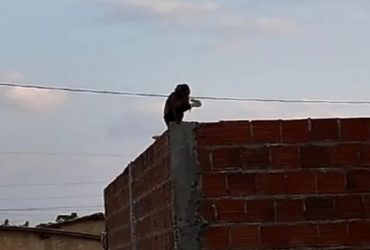 Vídeo: Macaco é capturado após três dias causando danos em telhados no Piauí