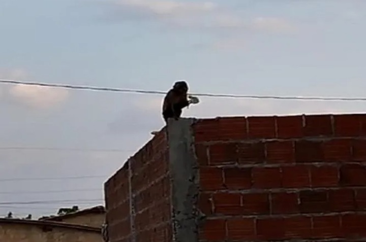 Vídeo: Macaco é capturado após três dias causando danos em telhados no Piauí