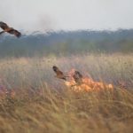 Aves incendiárias, que provocam queimadas florestais, existem mesmo? 