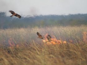 Aves incendiárias, que provocam queimadas florestais, existem mesmo? 