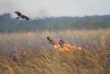 Aves incendiárias, que provocam queimadas florestais, existem mesmo? 