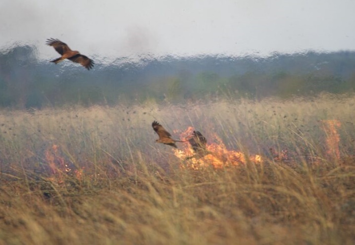 Aves incendiárias, que provocam queimadas florestais, existem mesmo? 