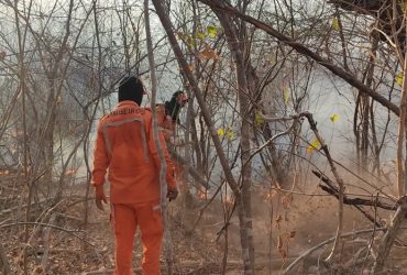 Corpo de Bombeiros combateu 442 incêndios florestais no Piauí em 2024