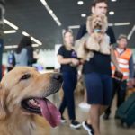 Governo Federal lança plano de transporte aéreo de animais