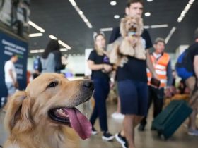 Governo Federal lança plano de transporte aéreo de animais