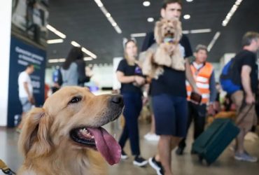 Governo Federal lança plano de transporte aéreo de animais