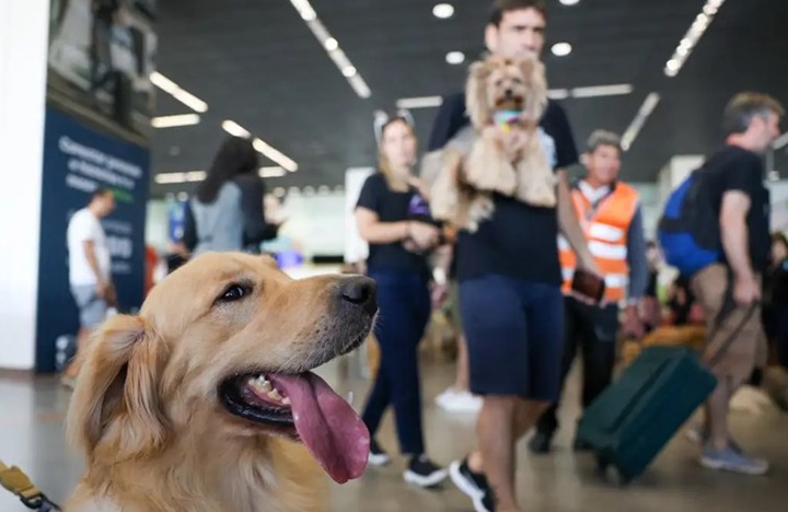 Governo Federal lança plano de transporte aéreo de animais