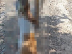 Homem ameaça a própria mulher após matar cachorro para se vingar no Piauí