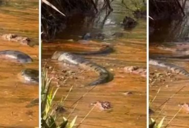 Turistas encontram sucuri gigante em rio em Goiás