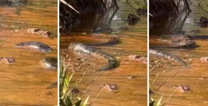 Turistas encontram sucuri gigante em rio em Goiás