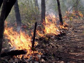 Desmatamento na Amazônia registra alta de 41% em novembro, diz Imazon