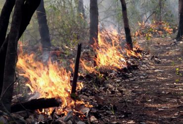 Desmatamento na Amazônia registra alta de 41% em novembro, diz Imazon