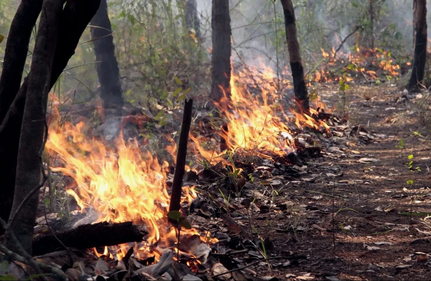 Desmatamento na Amazônia registra alta de 41% em novembro, diz Imazon