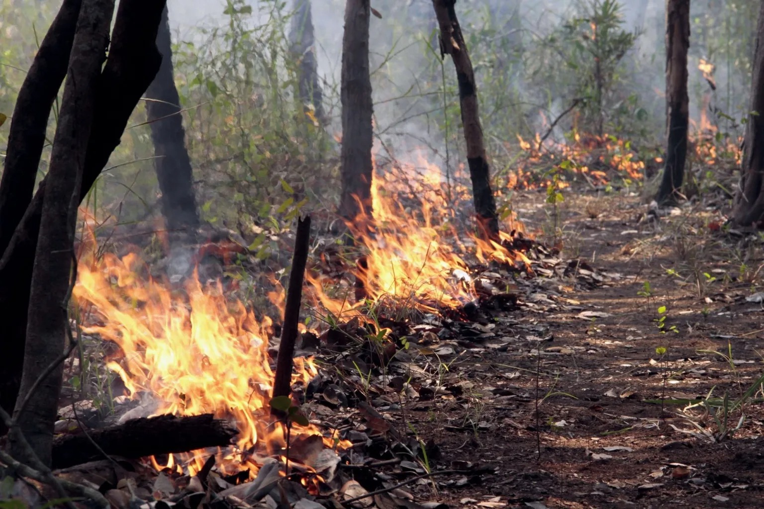 Desmatamento na Amazônia registra alta de 41% em novembro, diz Imazon