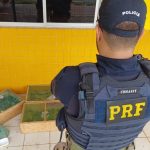 PRF combate crime ambiental e apreende 300 pássaros traficados no Piauí