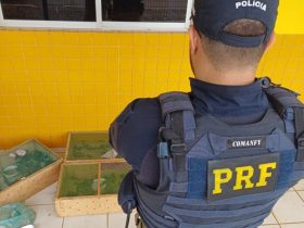 PRF combate crime ambiental e apreende 300 pássaros traficados no Piauí