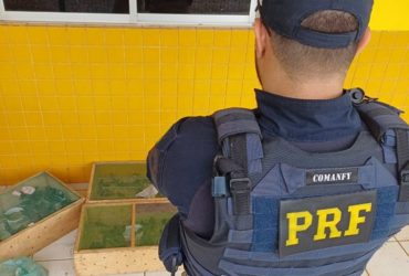 PRF combate crime ambiental e apreende 300 pássaros traficados no Piauí