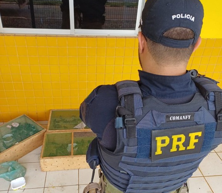 PRF combate crime ambiental e apreende 300 pássaros traficados no Piauí