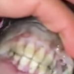 Peixe com “dentes humanos” viraliza nas redes sociais