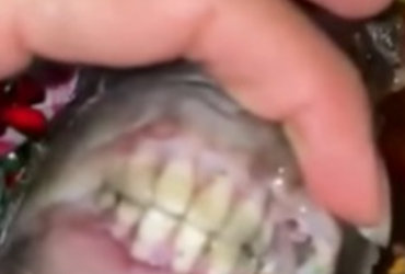 Peixe com “dentes humanos” viraliza nas redes sociais