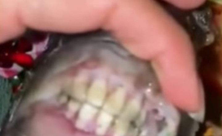 Peixe com “dentes humanos” viraliza nas redes sociais