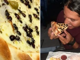 Pizza de formiga faz sucesso e atrai curiosos no Ceará