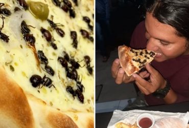 Pizza de formiga faz sucesso e atrai curiosos no Ceará