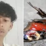 Adolescente morre após injetar mistura com borboleta morta na veia