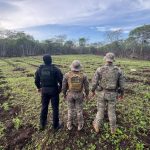 PM desarticula roça que produziria cerca de 13 toneladas de maconha no interior do Piauí