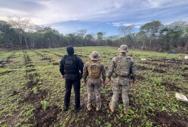 PM desarticula roça que produziria cerca de 13 toneladas de maconha no interior do Piauí