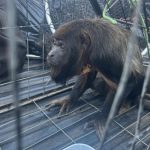 PM realiza resgate de macaca da espécie bugio no Piauí