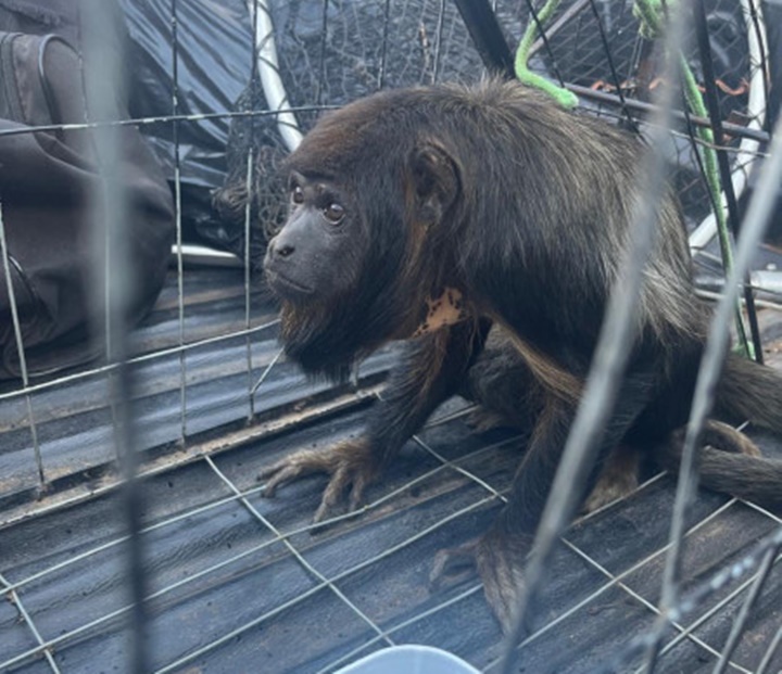 PM realiza resgate de macaca da espécie bugio no Piauí