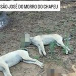 Tutor denúncia envenenamento de três cachorros no interior do Piauí