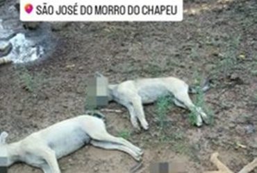 Tutor denúncia envenenamento de três cachorros no interior do Piauí