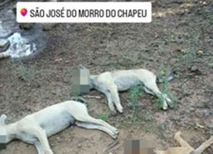 Tutor denúncia envenenamento de três cachorros no interior do Piauí