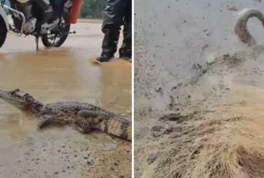 Peixes e jacaré são flagrados em avenida após chuvas na capital piauiense