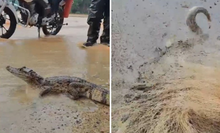 Peixes e jacaré são flagrados em avenida após chuvas na capital piauiense